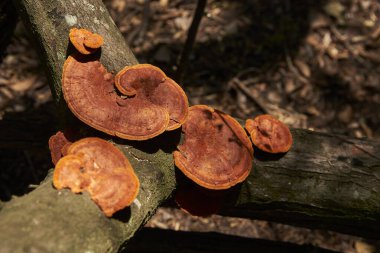 Pycnoporus sanguineus, Arjantin, Entre Rios, El Palmar Ulusal Parkı 'nda devrilmiş bir ağacın gövdesinde raf mantarı olarak bilinir.