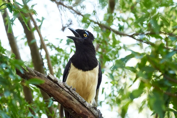 Plüsch Eichelhäher Cyanocorax Chrysops Argentinischer Vogel Auf Einem Zweig Palmar — Stockfoto