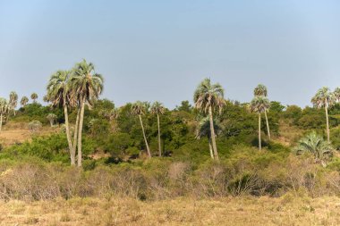 Landscape of El Palmar National Park, in Entre Rios, Argentina, a protected area where the endemic Butia yatay palm tree is found. Concepts: nature travel, protection of native species.