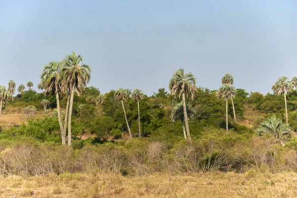 Landscape Palmar National Park Entre Rios Argentina Protected Area Endemic —  Fotos de Stock