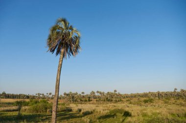 Butia yatay palmiye ağacı Arjantin, Entre Rios 'taki El Palmar Ulusal Parkı' nda. Konseptler: doğa seyahati, açık havanın keyfi, yerli türlerin korunması.