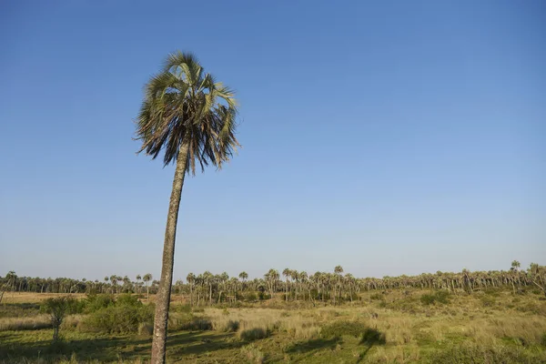 Butia Yatay Palm Tree Palmar National Park Entre Rios Argentina — ストック写真