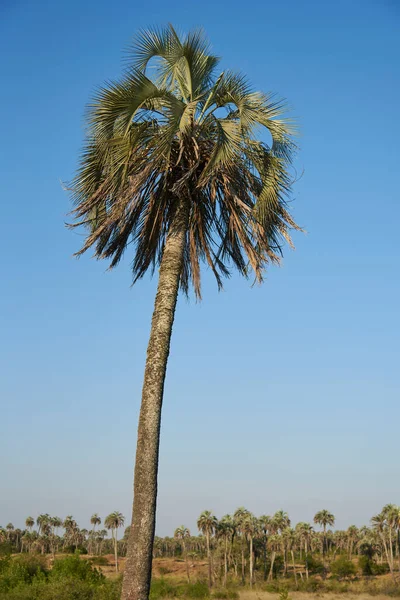 Butia Yatay Palm Tree Palmar National Park Entre Rios Argentina — ストック写真