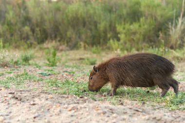 Genç Capybara otlayan, hidrokorerus hidrochaeris, yaşayan en büyük kemirgen, Güney Amerika 'ya özgü, bir yaz öğleden sonra, El Palmar Ulusal Parkı, Entre Rios, Arjantin.