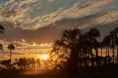 Arjantin 'in Entre Rios kentindeki El Palmar Ulusal Parkı' nda gün batımı. Butia yatay palmiyesinin yetiştiği doğal koruma alanı. Konseptler: ekolojik turizm, doğal manzaraların keyfi.