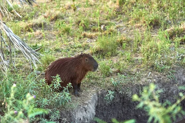 Capybara Hydrochoerus Hydrochaeris Largest Living Rodent Native South America Summer — Stock Photo, Image