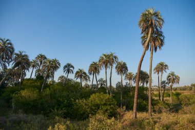 Entre Rios, Arjantin 'deki El Palmar Ulusal Parkı' nın yaz manzarası. Butia yatay palmiye ağacının bulunduğu korunaklı bir bölge. Konseptler: ekolojik turizm, yerli türlerin korunması.