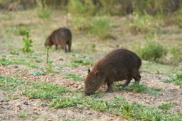 Young Capybaras Grazing Hydrochoerus Hydrochaeris Largest Living Rodent Native South — Stock Photo, Image