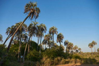 Summer landscape of El Palmar National Park, in Entre Rios, Argentina, a protected area where the endemic Butia yatay palm tree is found. Concepts: ecological tourism, protection of native species.