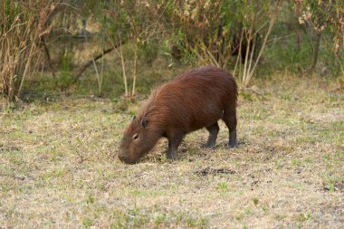 Capybara, hidrokorerus hydrochaeris, yaşayan en büyük kemirgen, Güney Amerika 'ya özgü, bir yaz öğleden sonra, El Palmar Ulusal Parkı, Entre Rios, Arjantin.