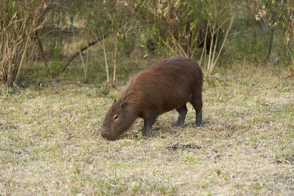 Capybara Hydrochoerus Hydrochaeris Largest Living Rodent Native South America Summer — Stock Photo, Image