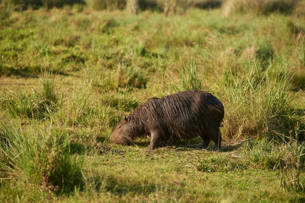 Capybara Hydrochoerus Hydrochaeris Largest Living Rodent Native South America Grazing — Stock Photo, Image
