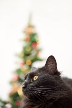 Süslü ve arka planında ışıklar olan Noel ağacı olan sevimli siyah kedi portresi. Kopyalama alanı olan parlak modern alçak açı görüntüsü.