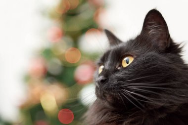 Süslü ve arka planında ışıklar olan Noel ağacı olan sevimli siyah kedi portresi. Kopyalama alanı olan parlak modern alçak açı görüntüsü.
