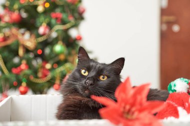 Bir kutunun içinde süsleri ve arka planda ışıkları olan bir Noel ağacıyla dinlenen büyüleyici siyah bir kedinin parlak portresi. Seçici odaklı kompozisyon ve kopyalama alanı.