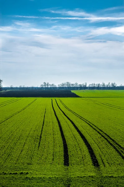 Campo verde com céu azul — Fotografia de Stock