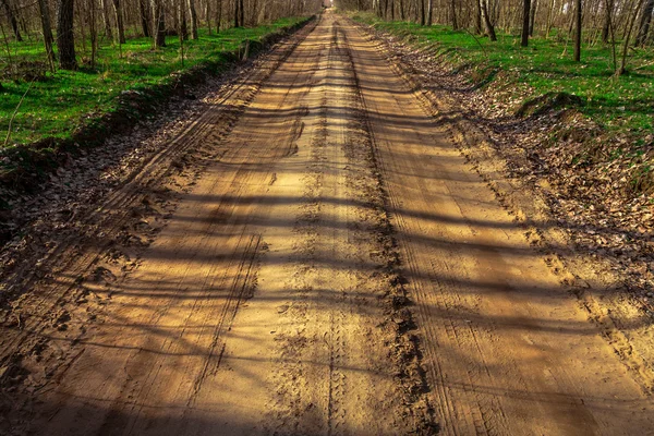 Road in the forest — Stock Photo, Image