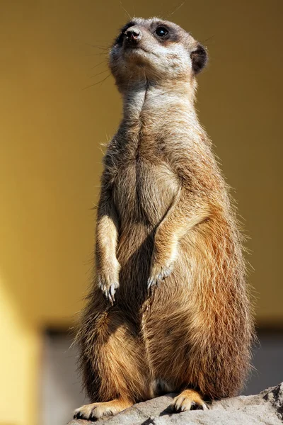 Suricata allo zoo — Foto Stock