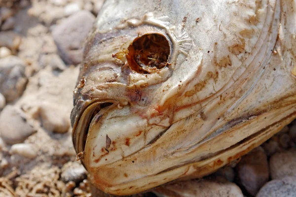 Dead fish on the ground — Stock Photo, Image