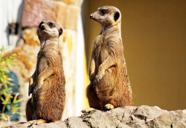 Suricata en el zoológico — Foto de Stock