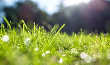 Taze yeşil çimenler