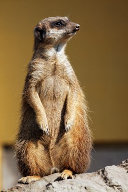 suricata Hayvanat Bahçesi