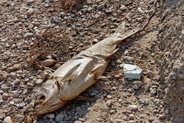 Pesci morti a terra — Foto Stock
