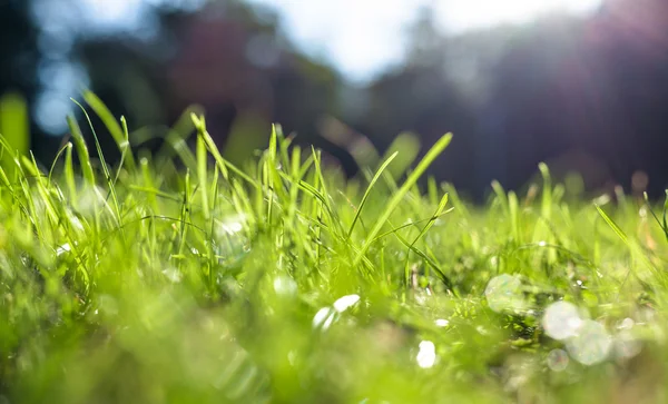 Fresh green grass — Stock Photo, Image