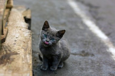 kirli evsiz kedi