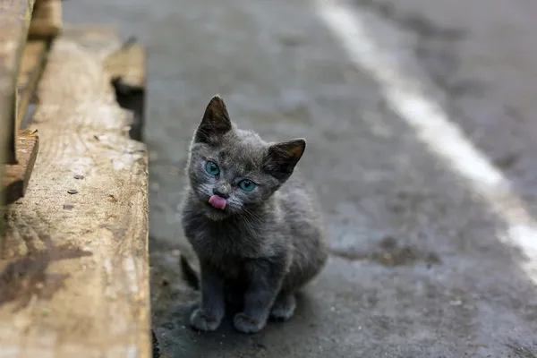 Dirty homeless cat — Stock Photo, Image