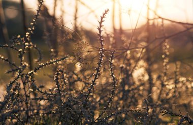 gün batımı, kır çiçeği