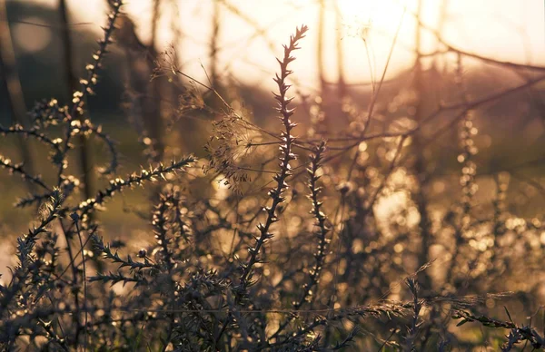 Дика квітка на заході сонця — стокове фото