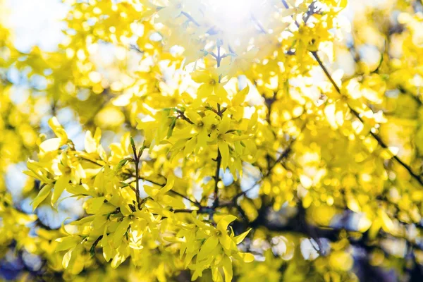 Flor silvestre al atardecer —  Fotos de Stock