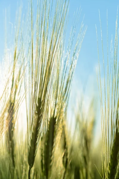 Belle piante in un campo — Foto Stock