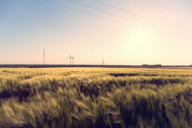 bir alanda güzel bitki