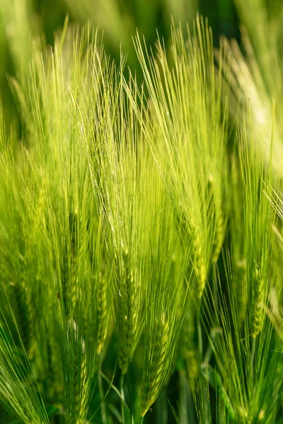 Belas plantas em um campo — Fotografia de Stock