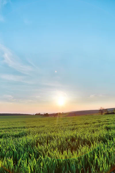 Beautiful plants in a field — Stock Photo, Image