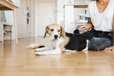 Tanınmayan bir kadın evcil hayvanını tımar ediyor.