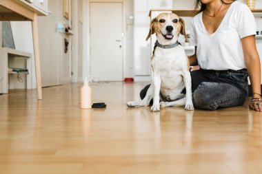 Saçını taradıktan sonra tanınmayan sahibiyle mutlu bir köpek.