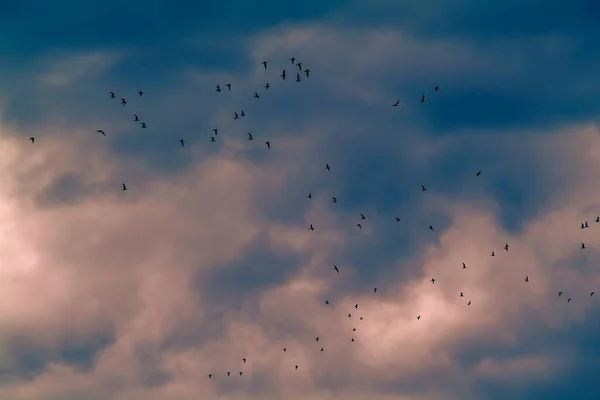 Ciel nuageux suggestif et coloré avec un troupeau d'oiseaux migrateurs. — Photo