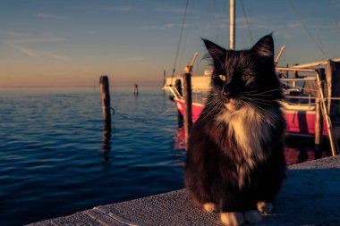 Güneşli gözlü güzel siyah beyaz kedi yavrusu Pellestrina Adası, Venedik lagünü, İtalya