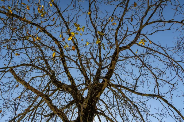 Arbre solitaire aux branches nues en hiver — Photo