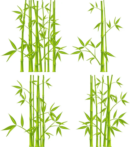 Bambus, vektor (mesh) — Stockový vektor
