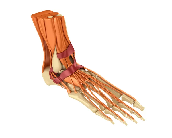 Esqueleto, pé humano, músculo Fotos De Bancos De Imagens