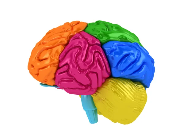 Lóbulos cerebrais em cores diferentes. Isolado em branco — Fotografia de Stock