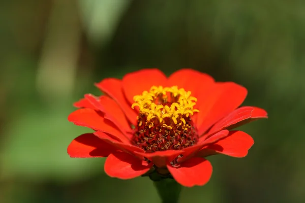 Flor vermelha zinnia — Fotografia de Stock