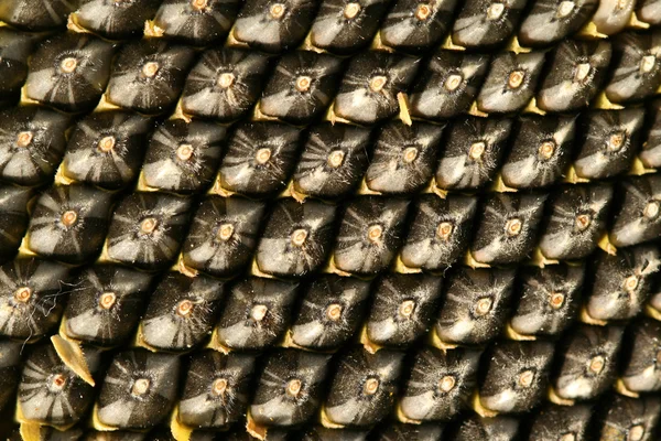 Semillas de girasol fondo —  Fotos de Stock