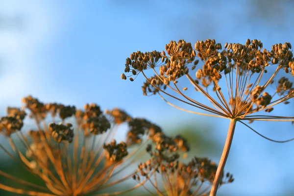 Eneldo flores al aire libre — Foto de Stock