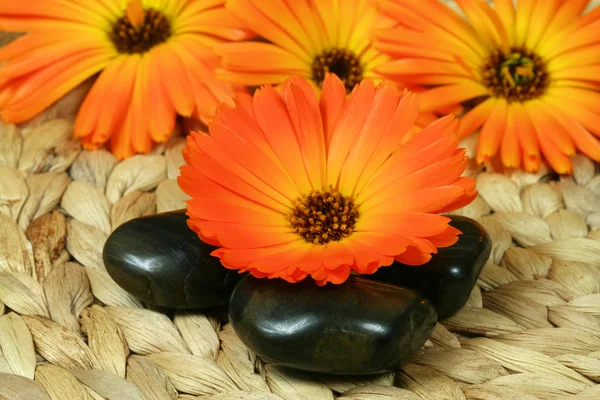 Orange marigold and pebbles — Stock Photo, Image