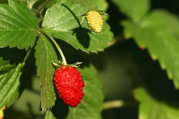 Wilde aardbei — Stockfoto